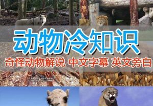 外面卖1699的国外纪录片解说(动物解说、美食、动画片)稳过中视频-逍遥游